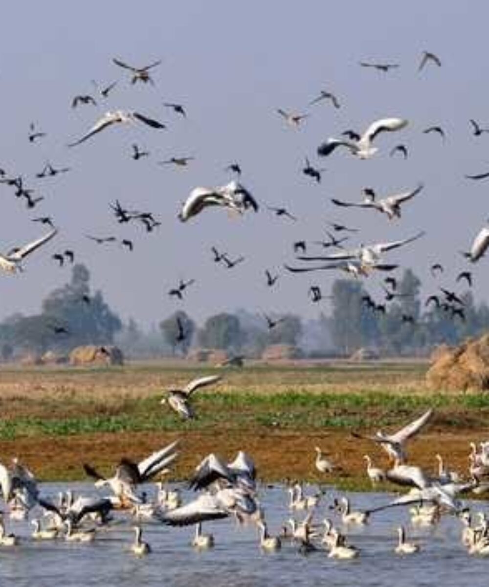 J&K: A Dream Destination: Gharana Wetland
